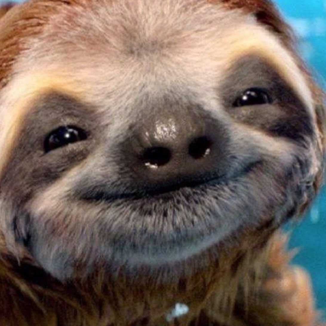 Sloth Squad
