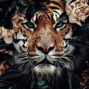 KingTigerr avatar