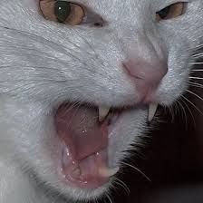 Kittycik