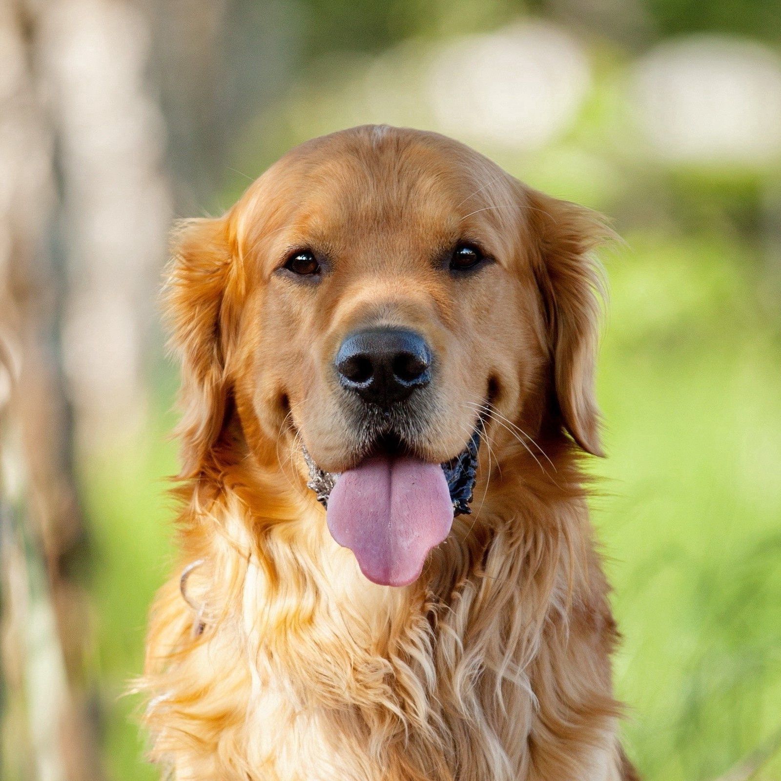 Кейс хонд собака. Небольшие собаки для квартиры. Собаки фото красивые. Красивые собаки. Собака в которой фотки.