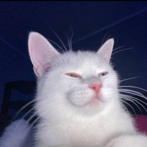 kitt avatar