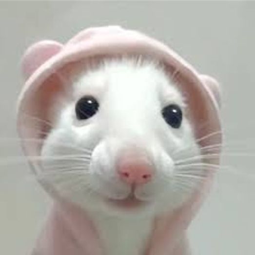 mungus avatar