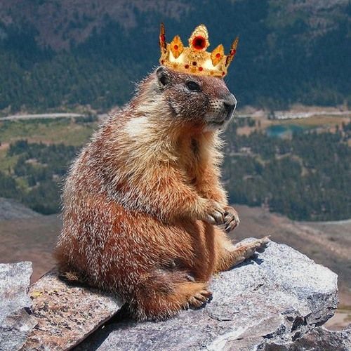 FluffyMarmot