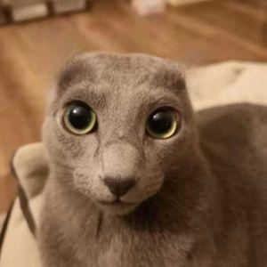 Slee4r avatar