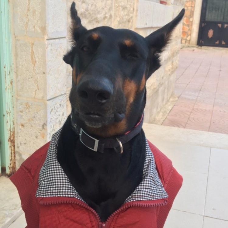 shakimm avatar