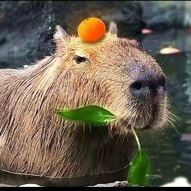 Player Capybara_092 avatar