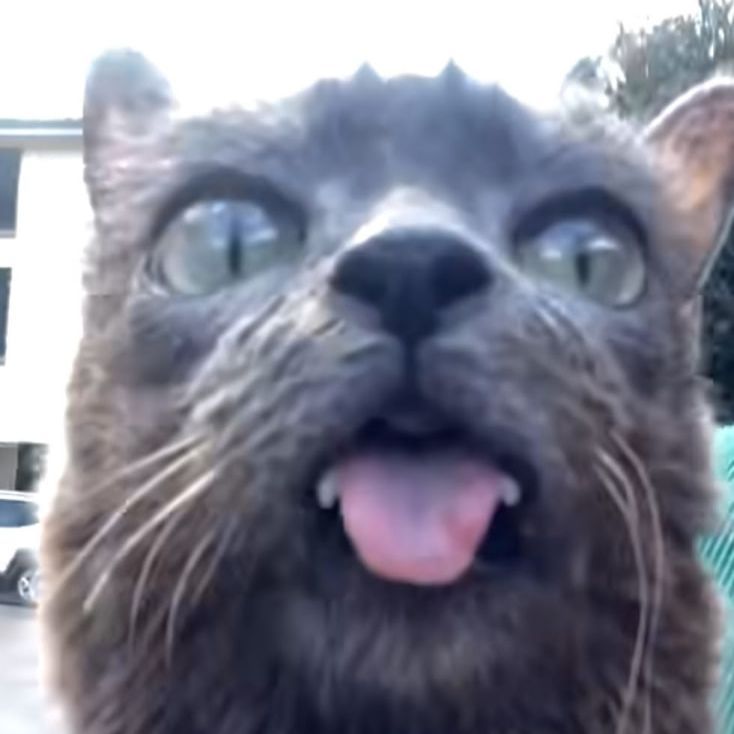 DutForzOff