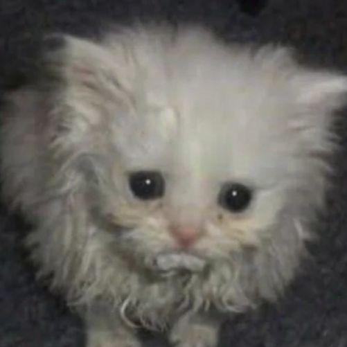 C0TTER_ avatar