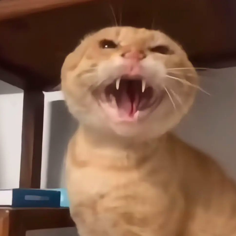 TahMeow