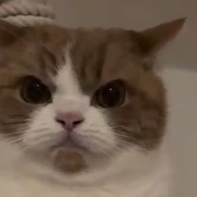 14meowmeow88