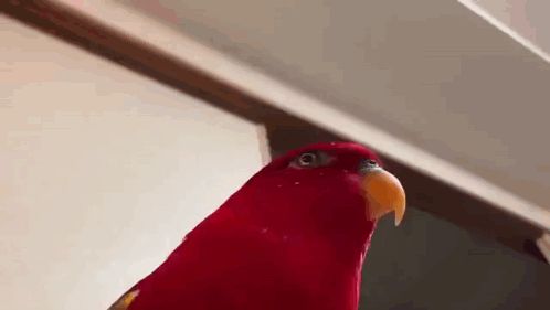 M0nn1k