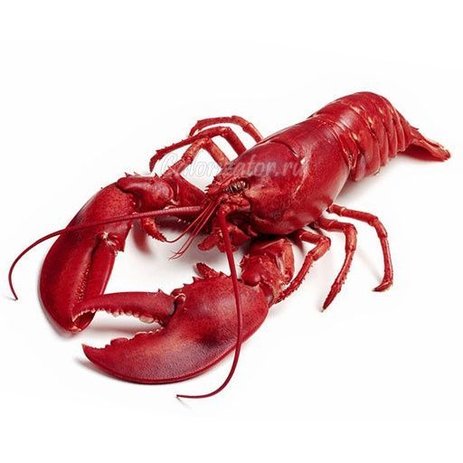 zxcrigiy