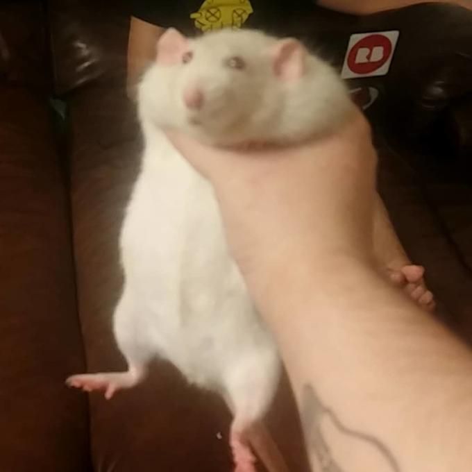 Ratz