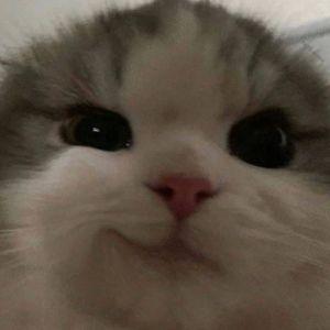 tofik1337 avatar