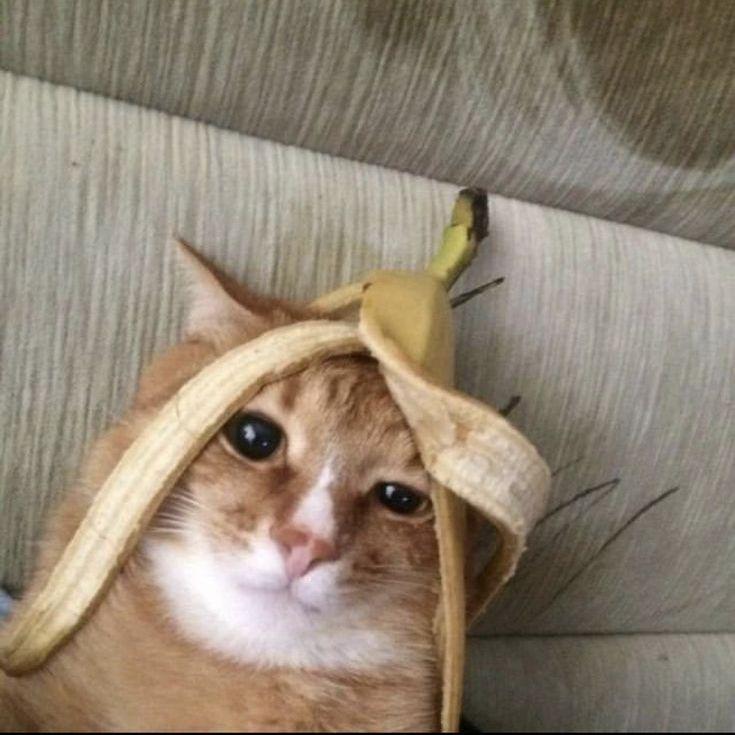 ttoshak avatar