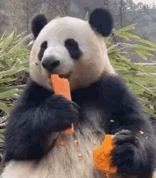 PandaRetriev