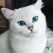 nofuture21 FACEIT avatar