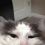 BoSs_11