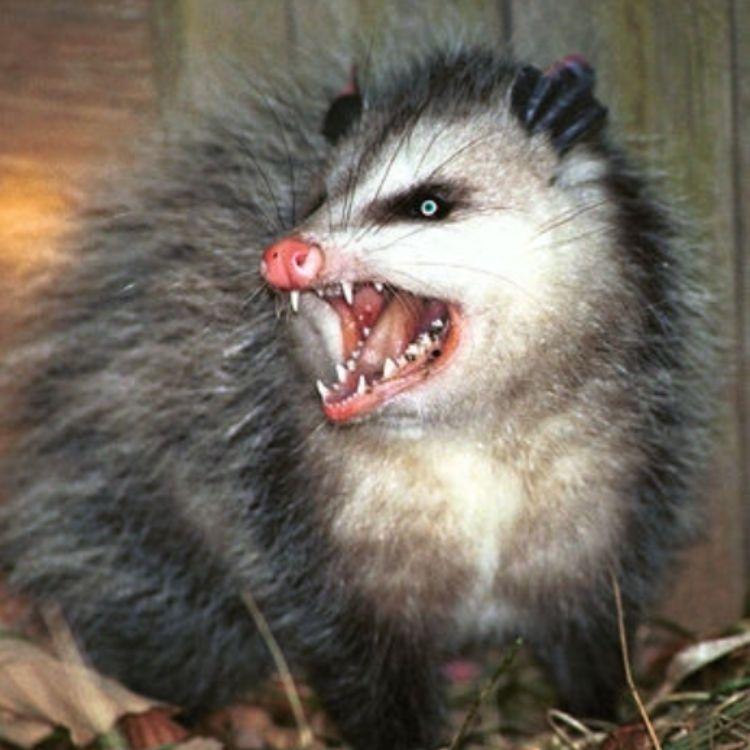 HedutiHenkka avatar