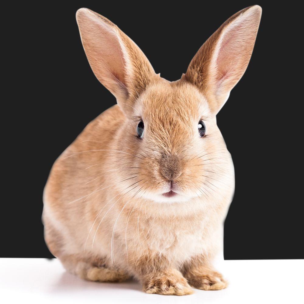 SAUT DE LAPIN