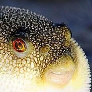 BOMJORIK avatar
