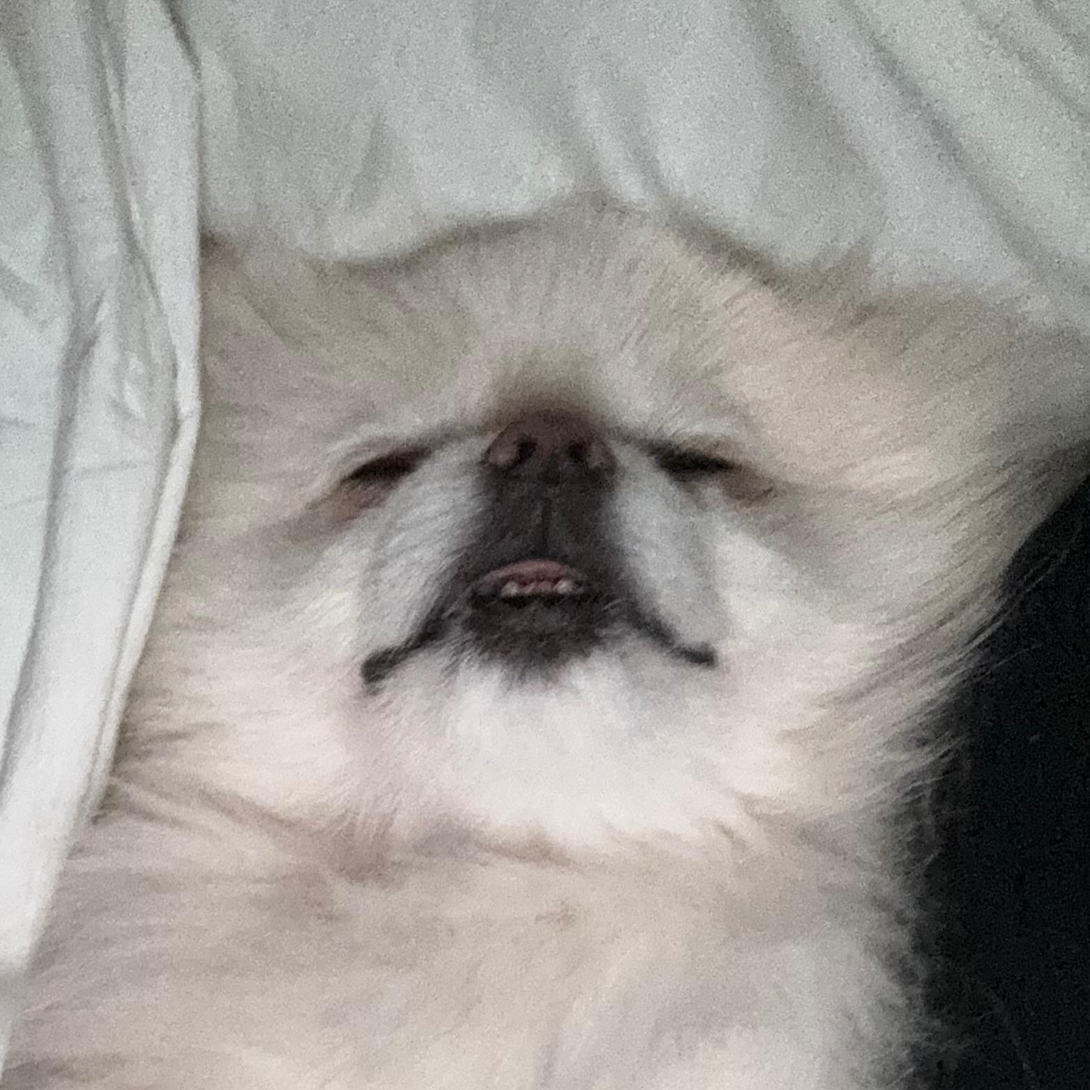 PNQUINE