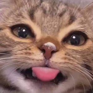 Shiesty avatar