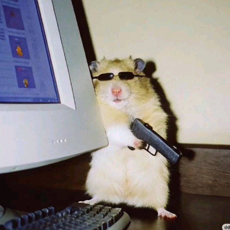 -cN1-