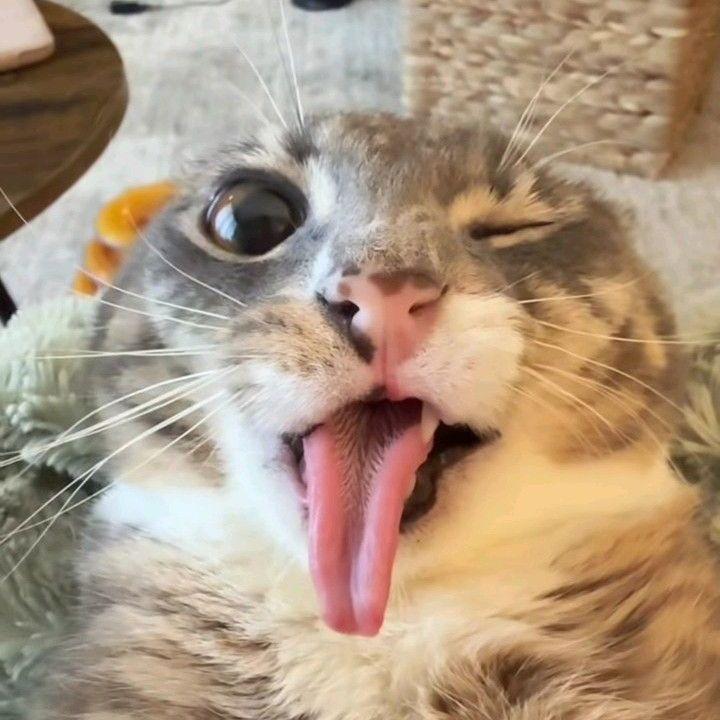 tusi4 avatar