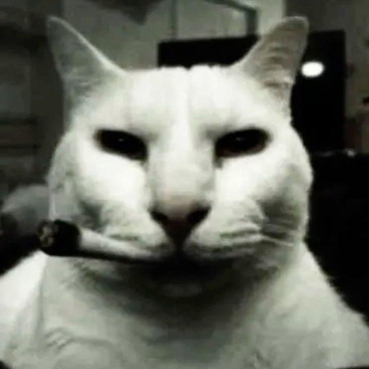 dxgfxrt avatar