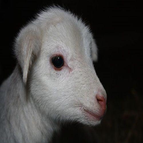 pluv1am avatar