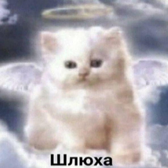Javochka avatar