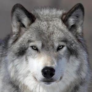 Player ----Wolf--- avatar