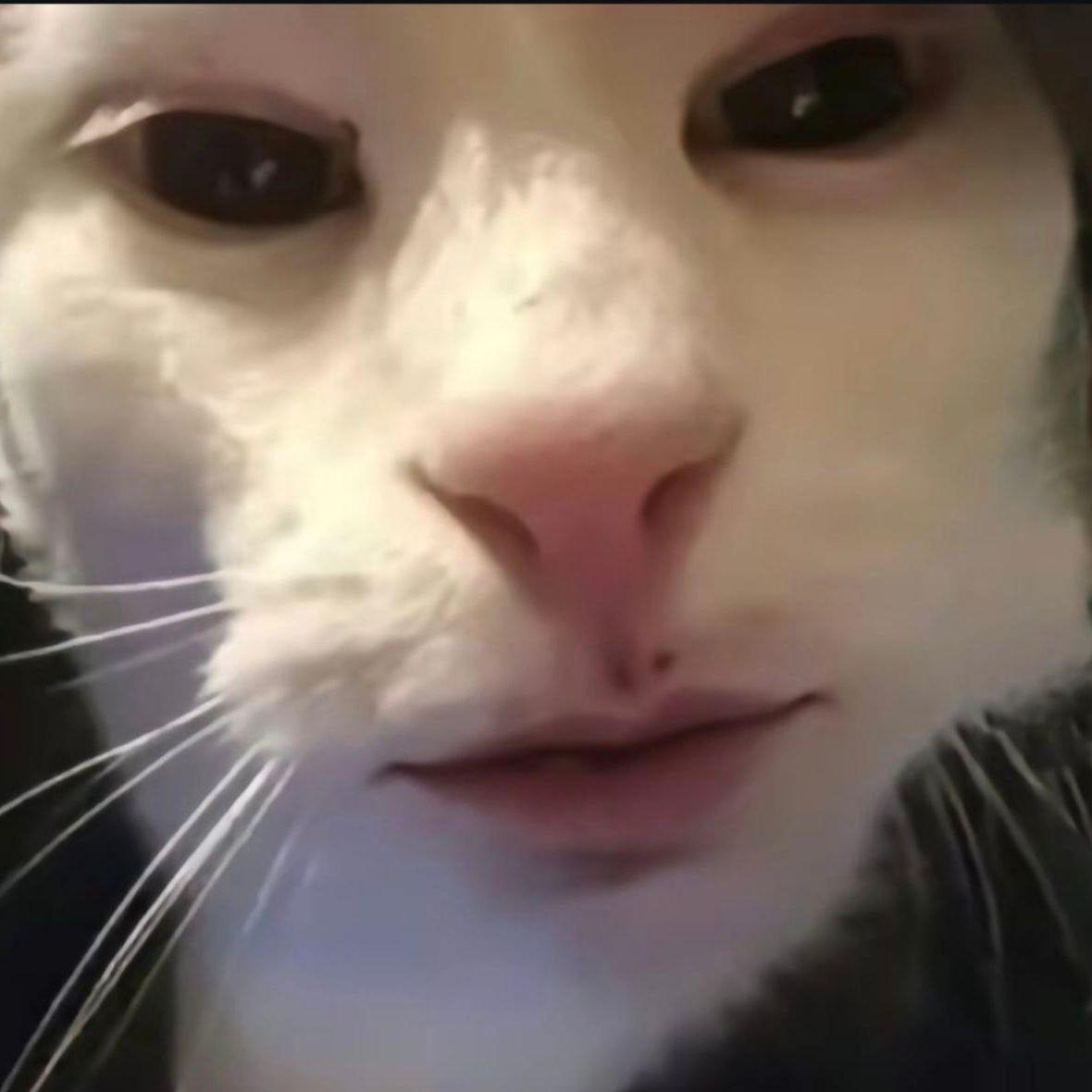 LLImapa avatar