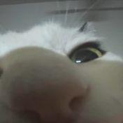 snovx