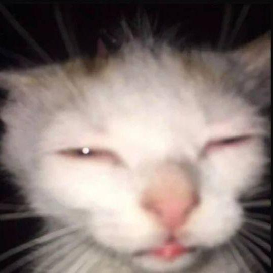 catnip-_- avatar
