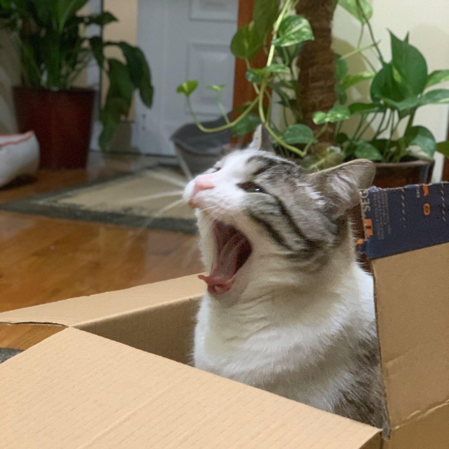 Lascabino avatar