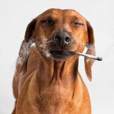 popapisikaka avatar