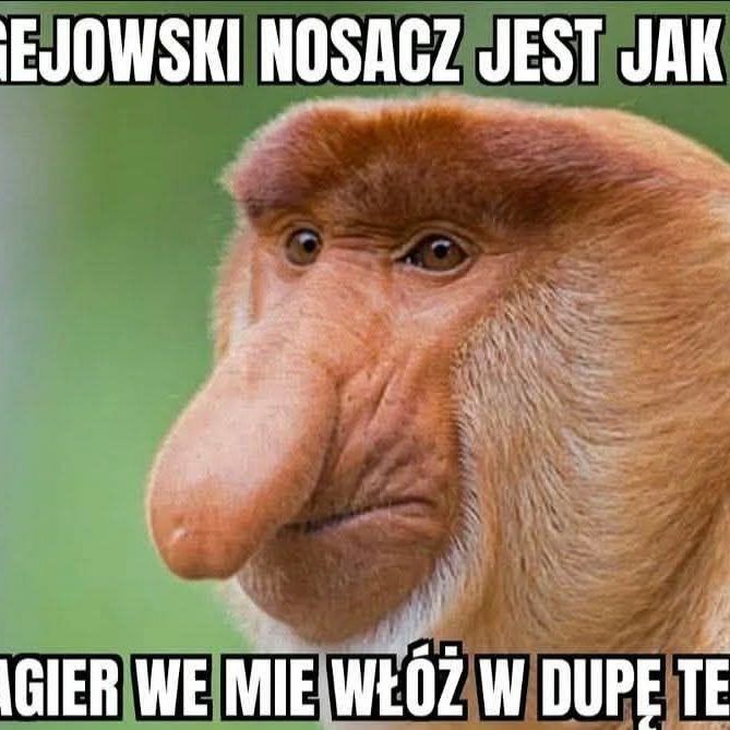 koteczku FACEIT avatar