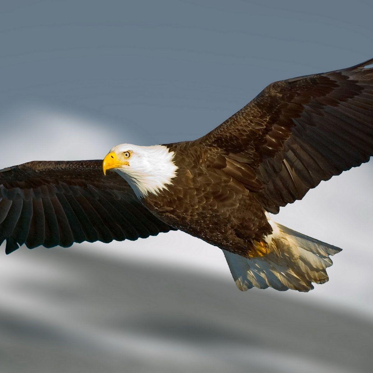 Player eagleeska avatar