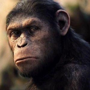 Ronkymonkey