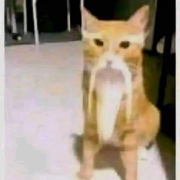 f0W21 avatar