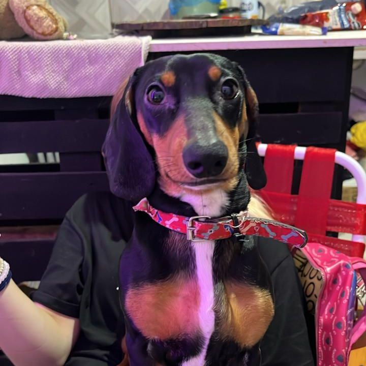 brxndinho
