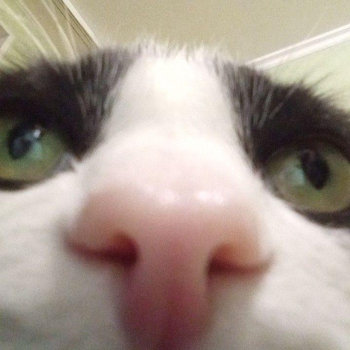 Obsy-