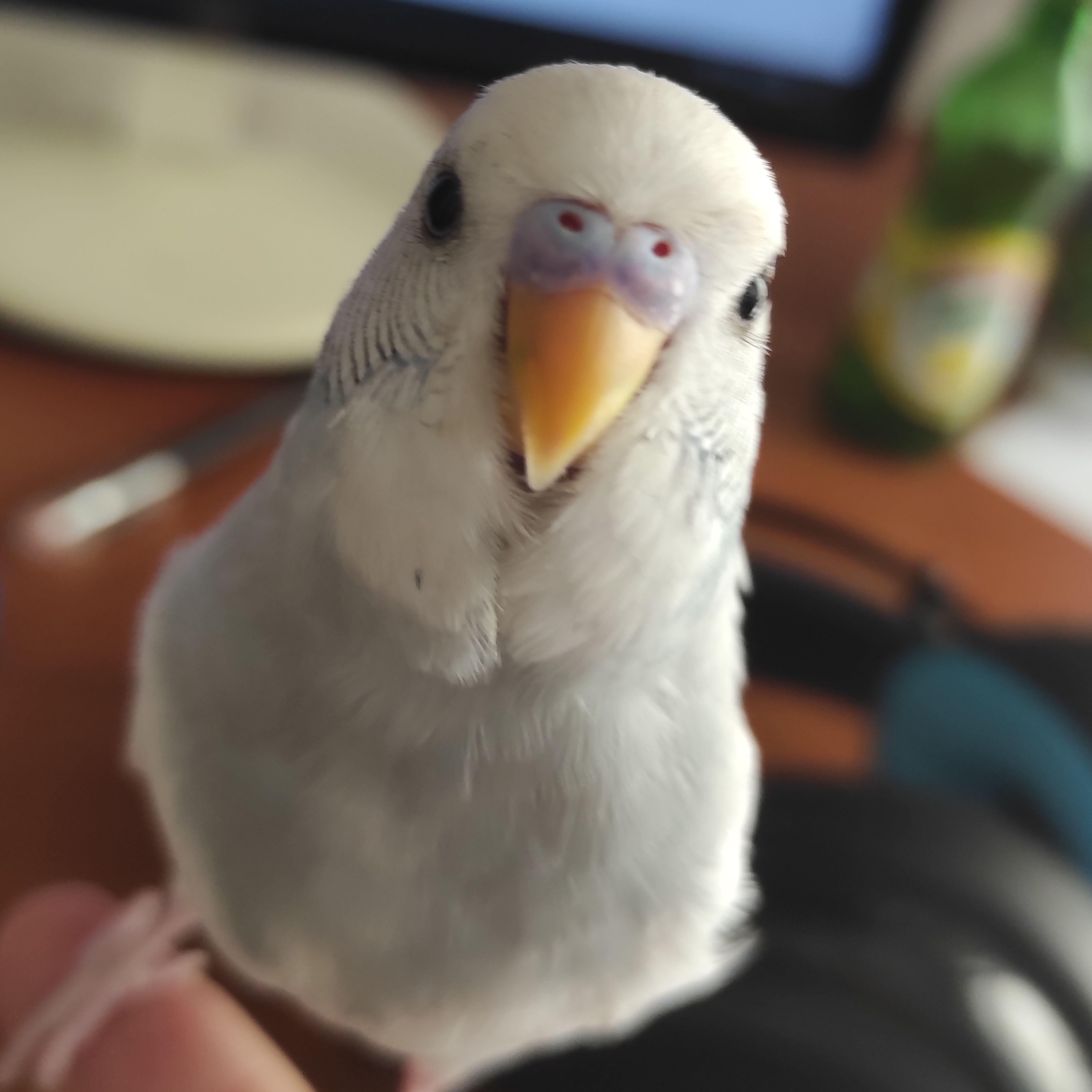 GGKoush