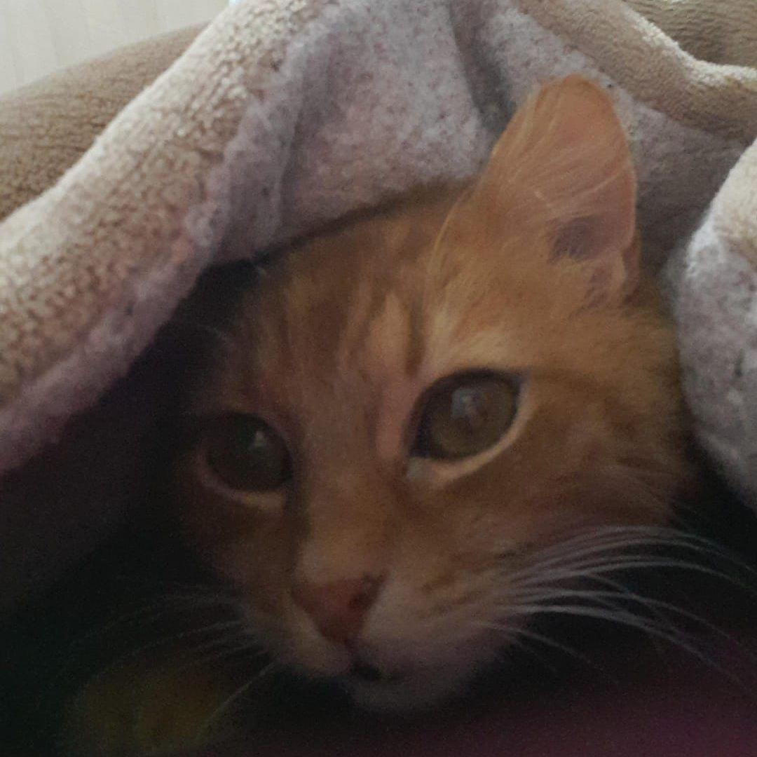 co0lKat avatar