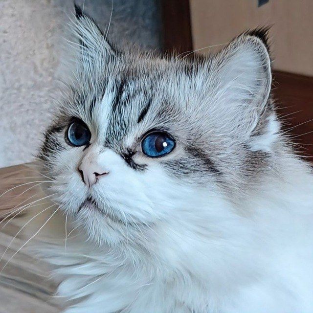 Garandov_