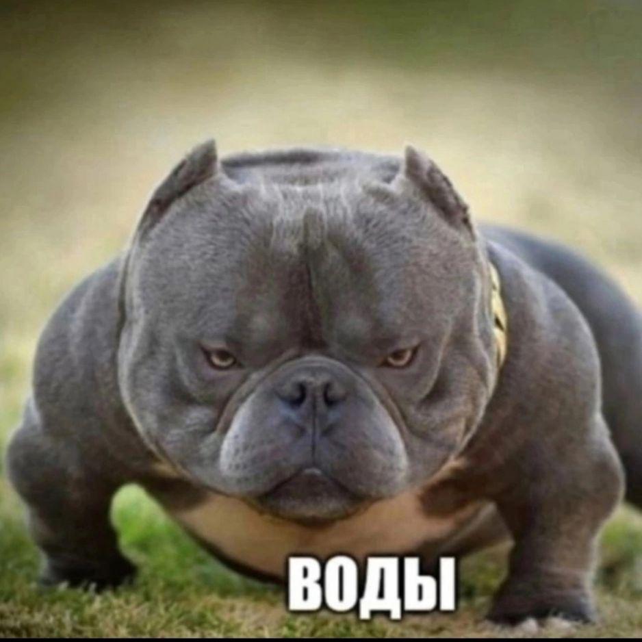 OnoBioZzZ_
