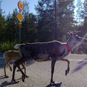 vkuistinen