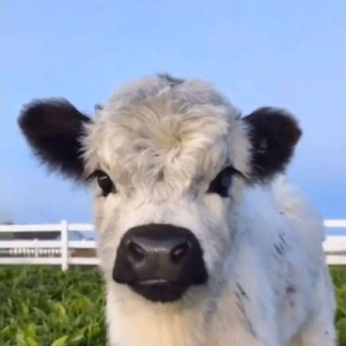 p0mawwka avatar